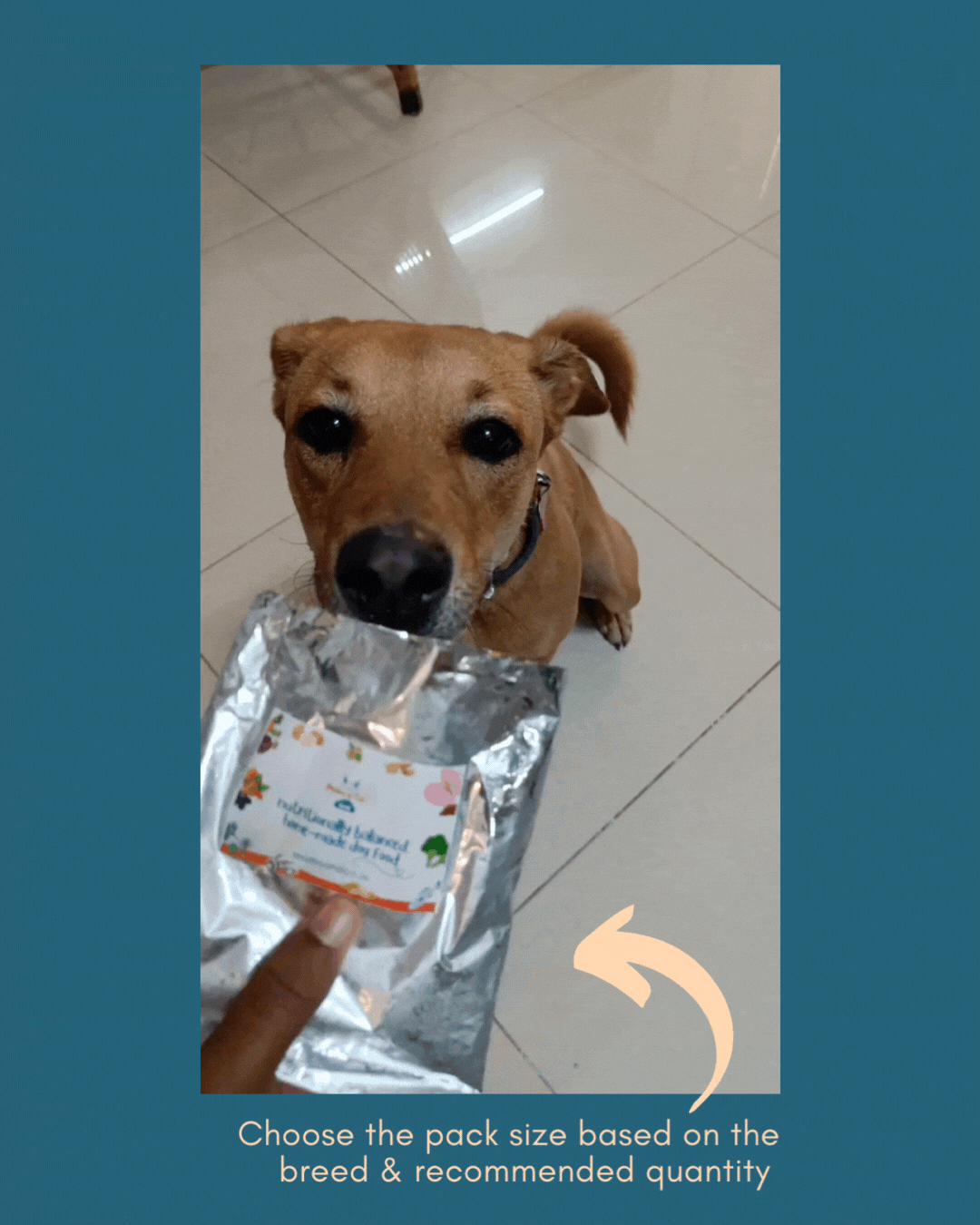 Dog Food Calculator Logo