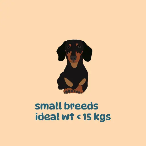 Small breeds: Weight loss plan