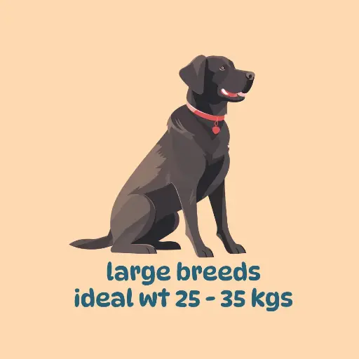 Large breeds: Weight loss plan