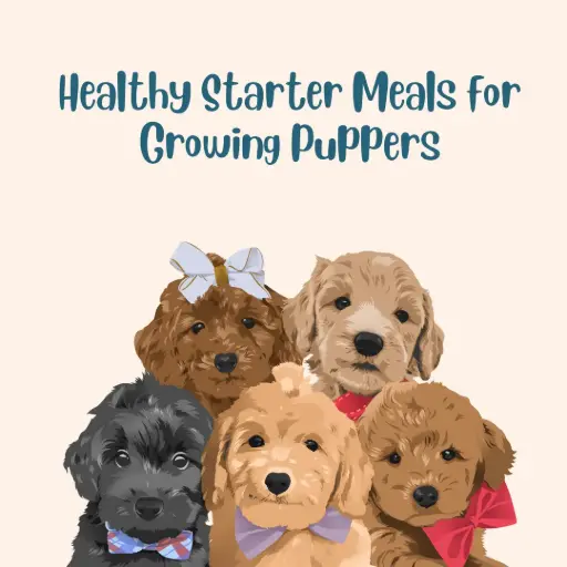 Healthy Starter Meals for Growing Puppers (Chicken meals)